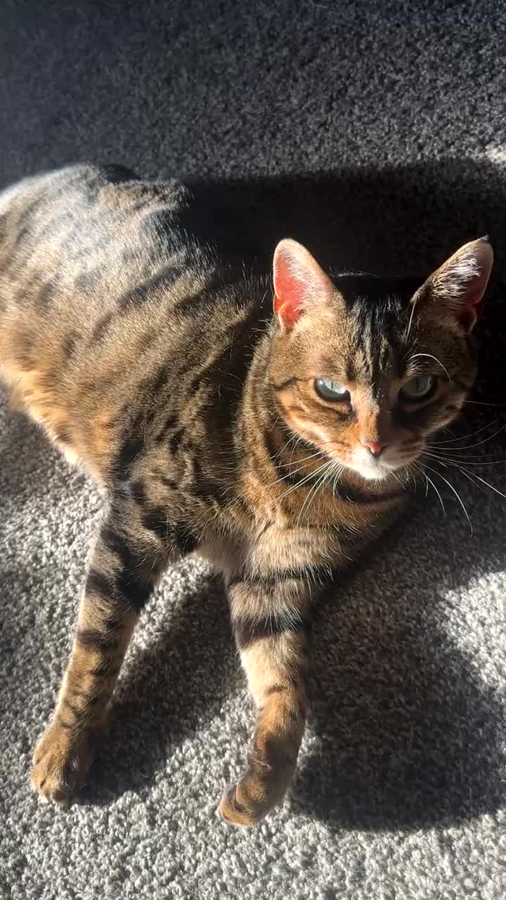 Mixed Breed cats for sale: Khaleesi, half bengal cat looking for a new home - Video 3