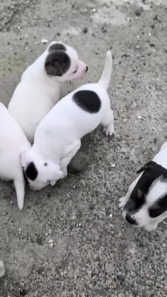 Jack Russell dogs for sale: Jack russell puppies in Newton Stewart - Video 3