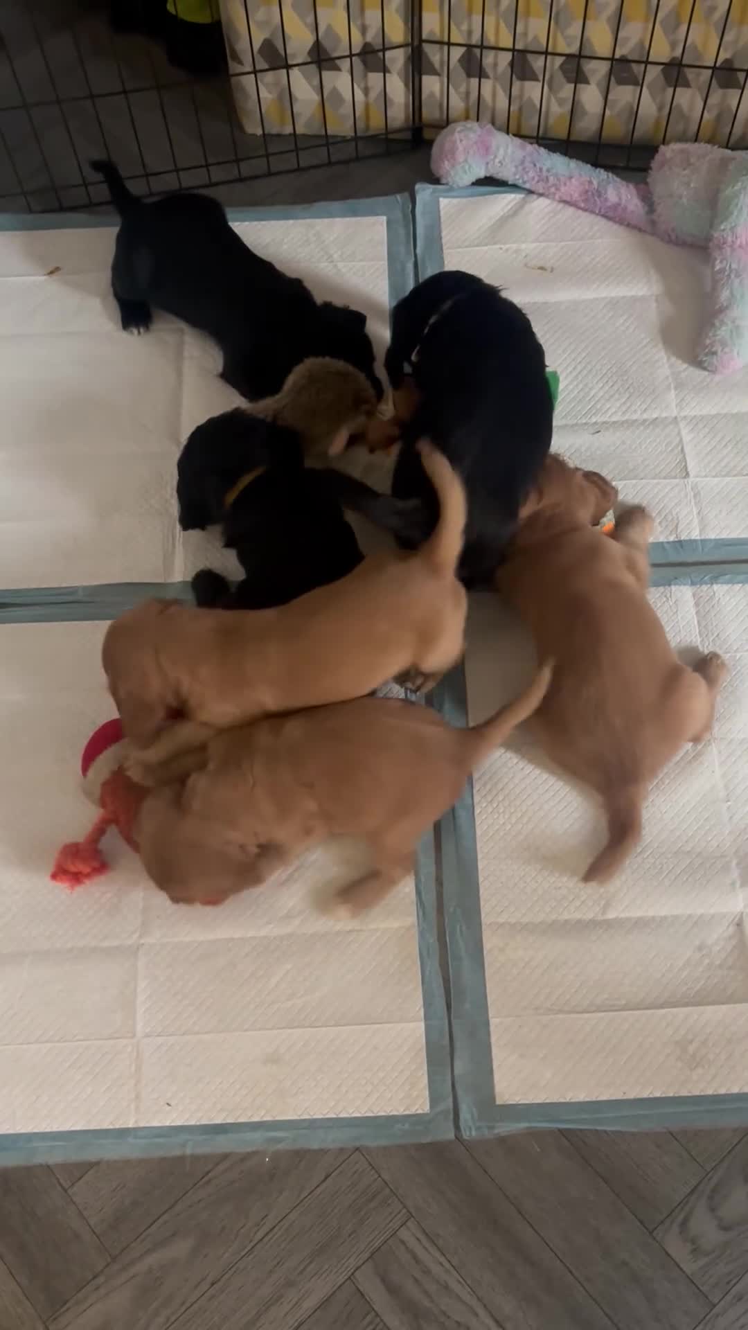 Cocker Spaniel dogs for sale: Working cocker spaniel puppies - Video 1