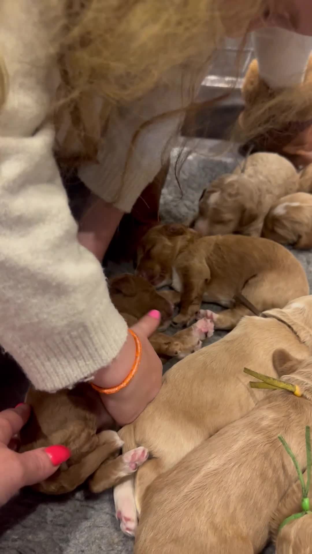 Goldendoodle dogs for sale: Golden doodles F2b - Video 3