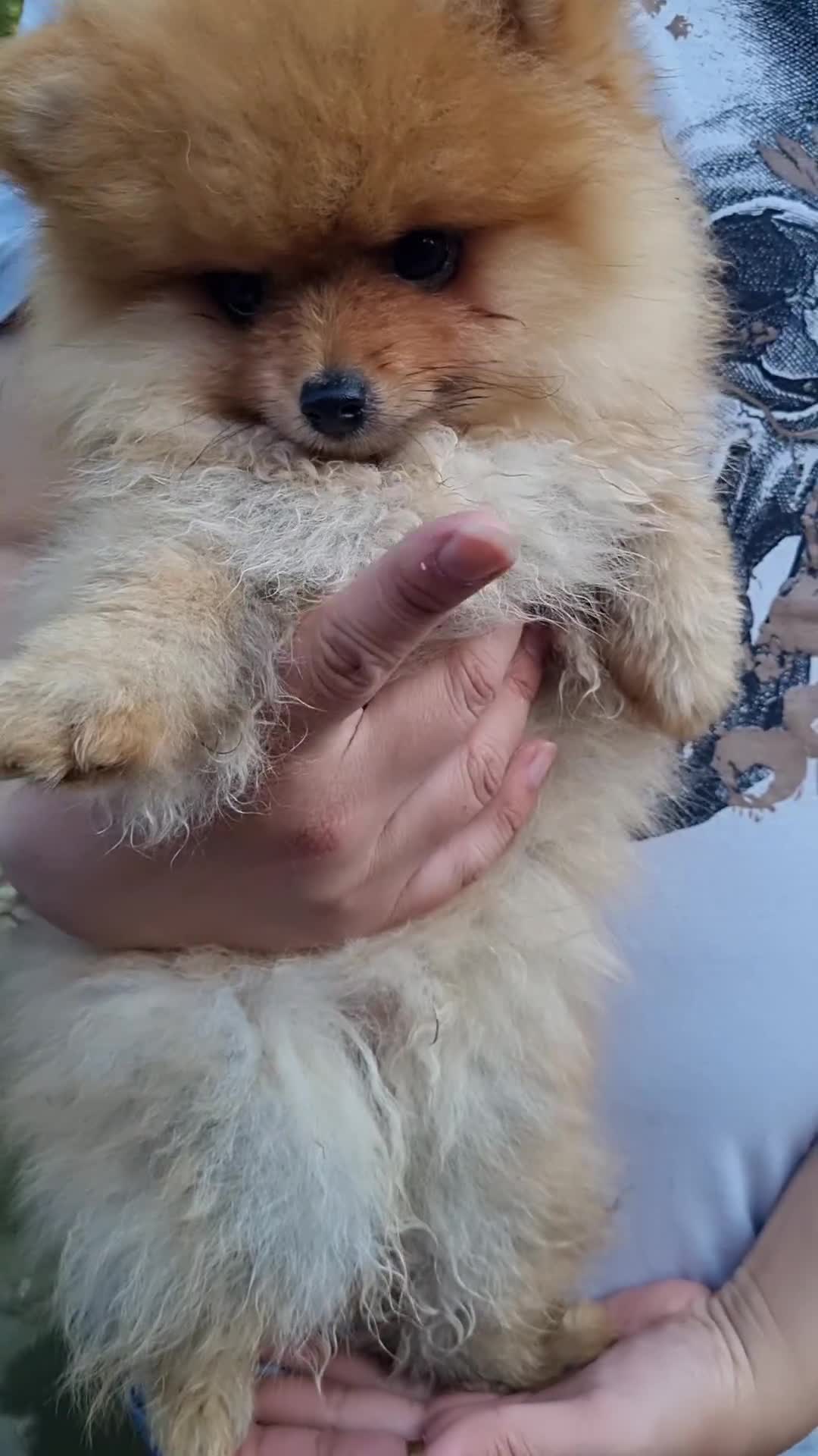 Pomeranian dogs for sale: Reduced !!! Beautiful Boy Pomeranian Puppies - Video 4