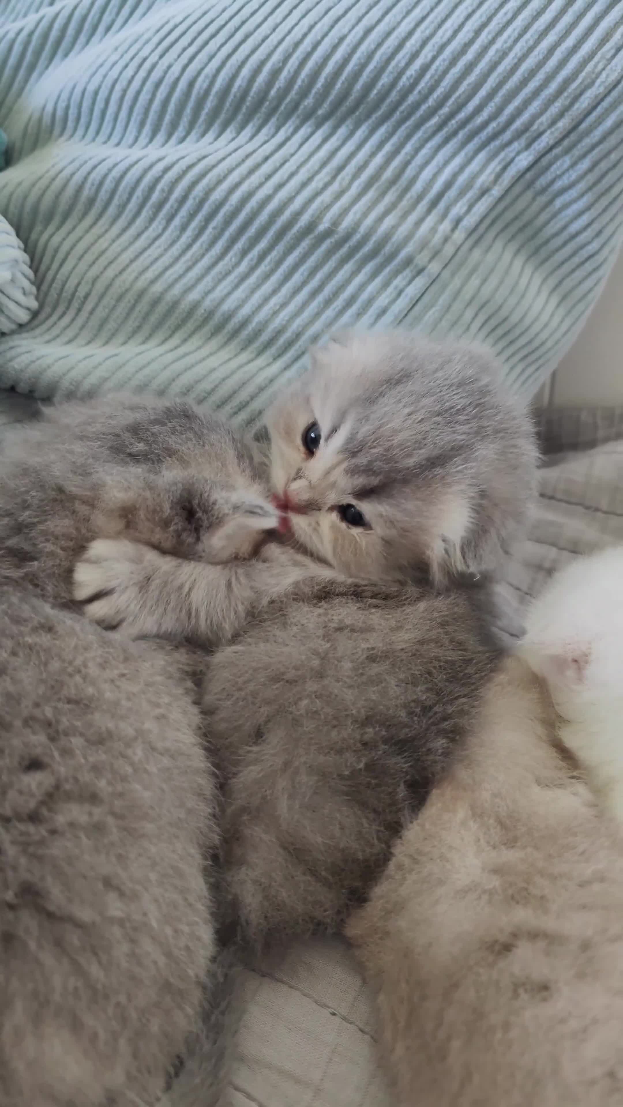 Scottish Fold cats for sale: Scottish fold - Video 1