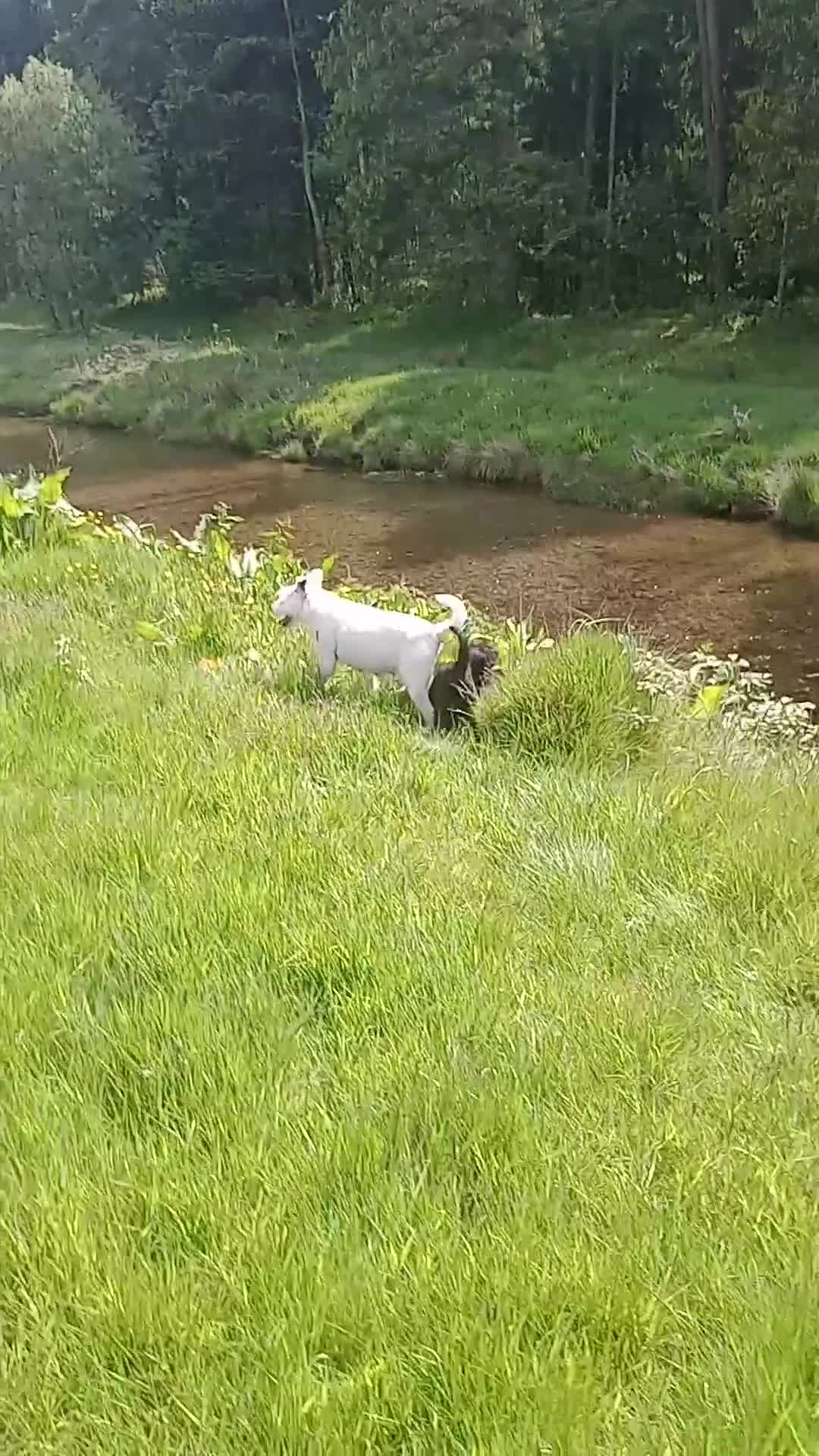 Jackapoo dogs for sale: Adorable and lovable Jacapoo,s - Video 2