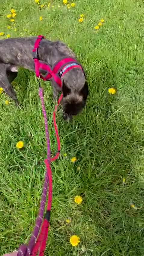 Lurcher dogs for adoption: Splash - Video 2