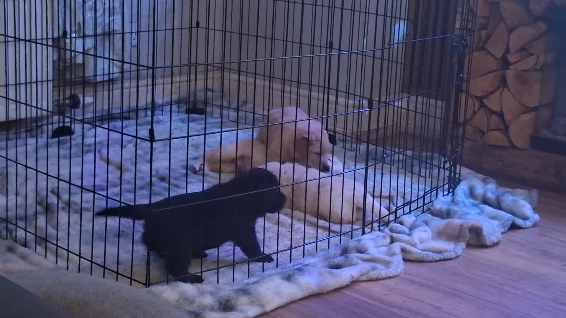 Mixed Breed dogs for sale: F1 BORDER RETREIVER BLACK AND BROWN GIRL - Video 1