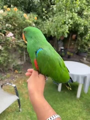 Parrots birds for sale: Male Eclectus parrot - Video 2