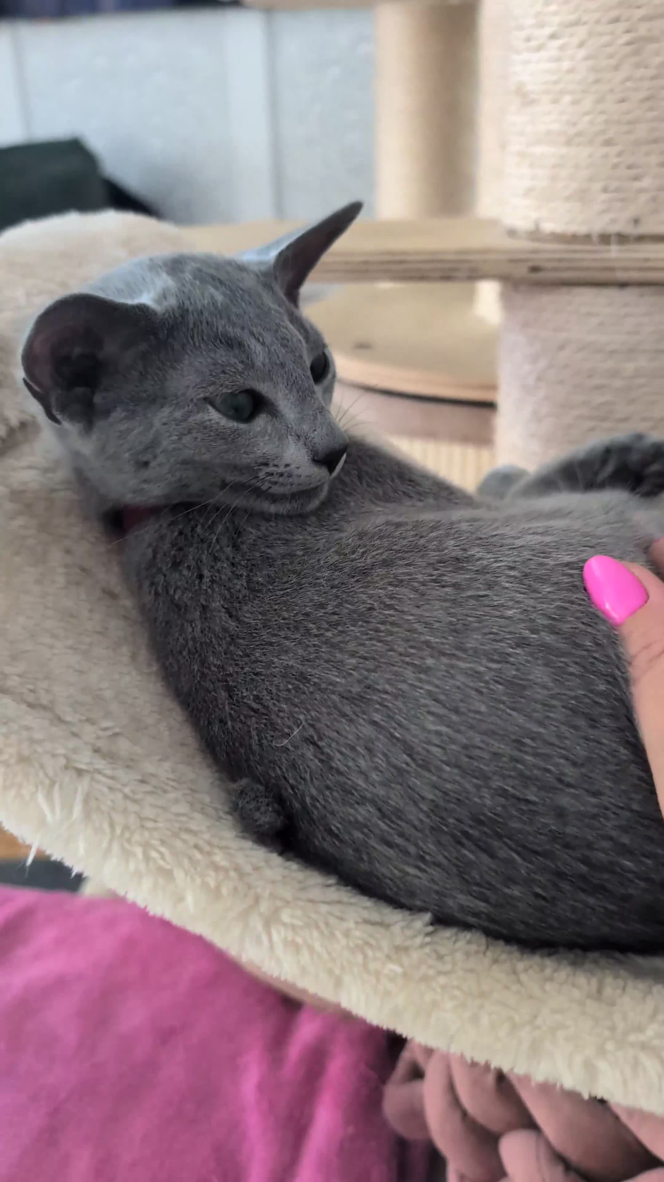 Russian Blue cats for sale: Stunning Russian Blue babies  in Huddersfield - Video 3