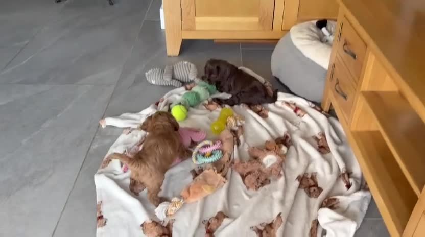 Cockapoo dogs for sale: Two beautiful puppies - Video 1