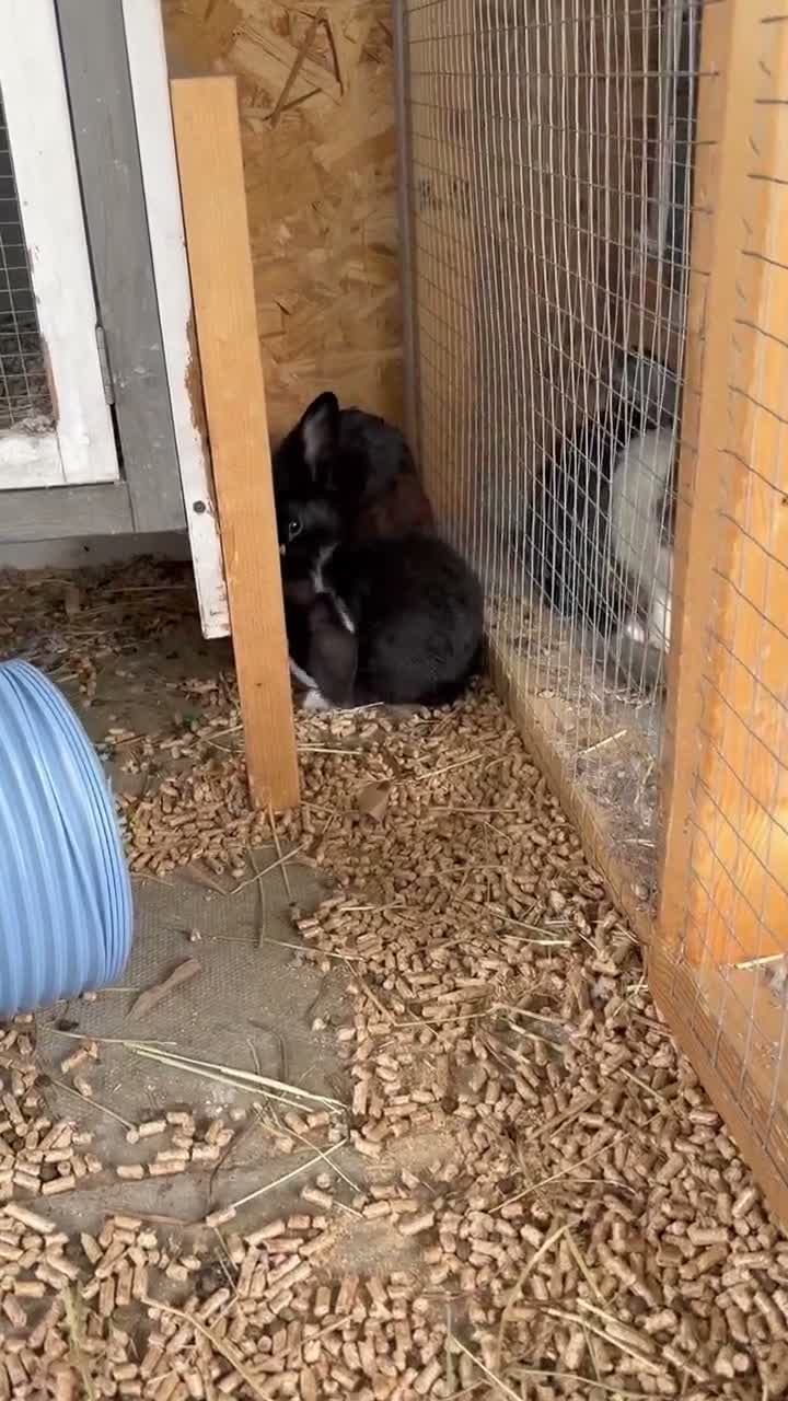 Mini Lop rabbits for sale: Mini lops Ready to go!  in Canterbury - Video 3