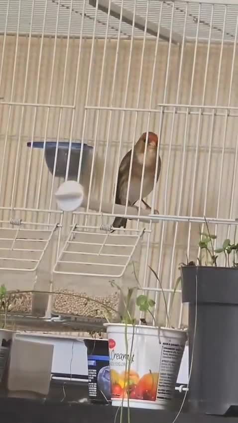 Canaries birds for sale: Canary bird  - Video 3