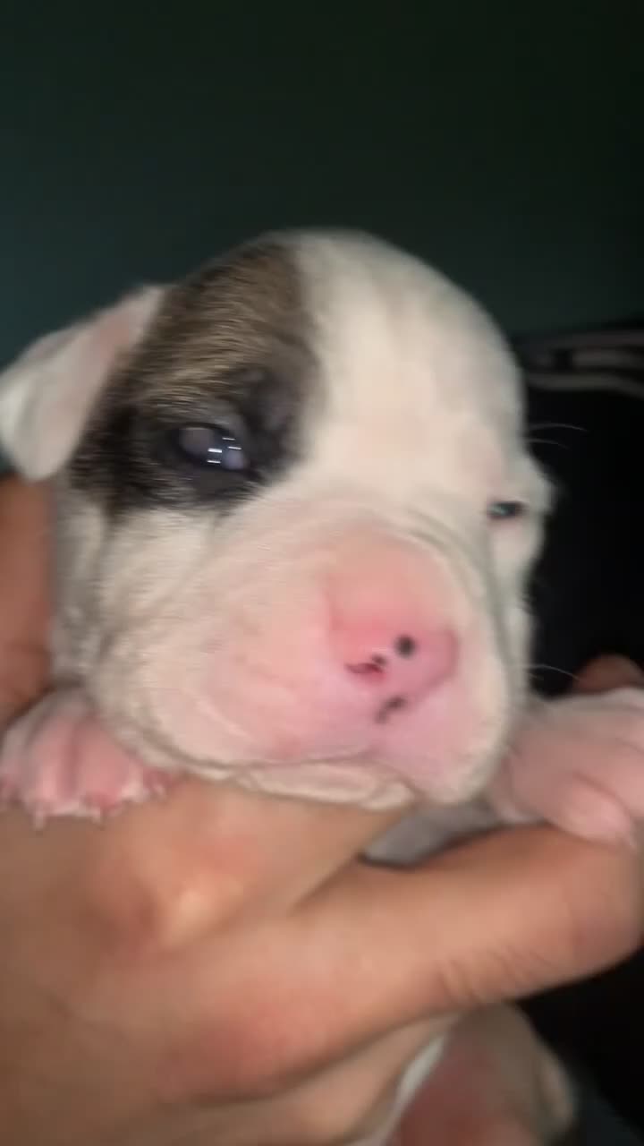 Mixed Breed dogs for sale: Puppies for sale 🏡  in Worcester - Video 3