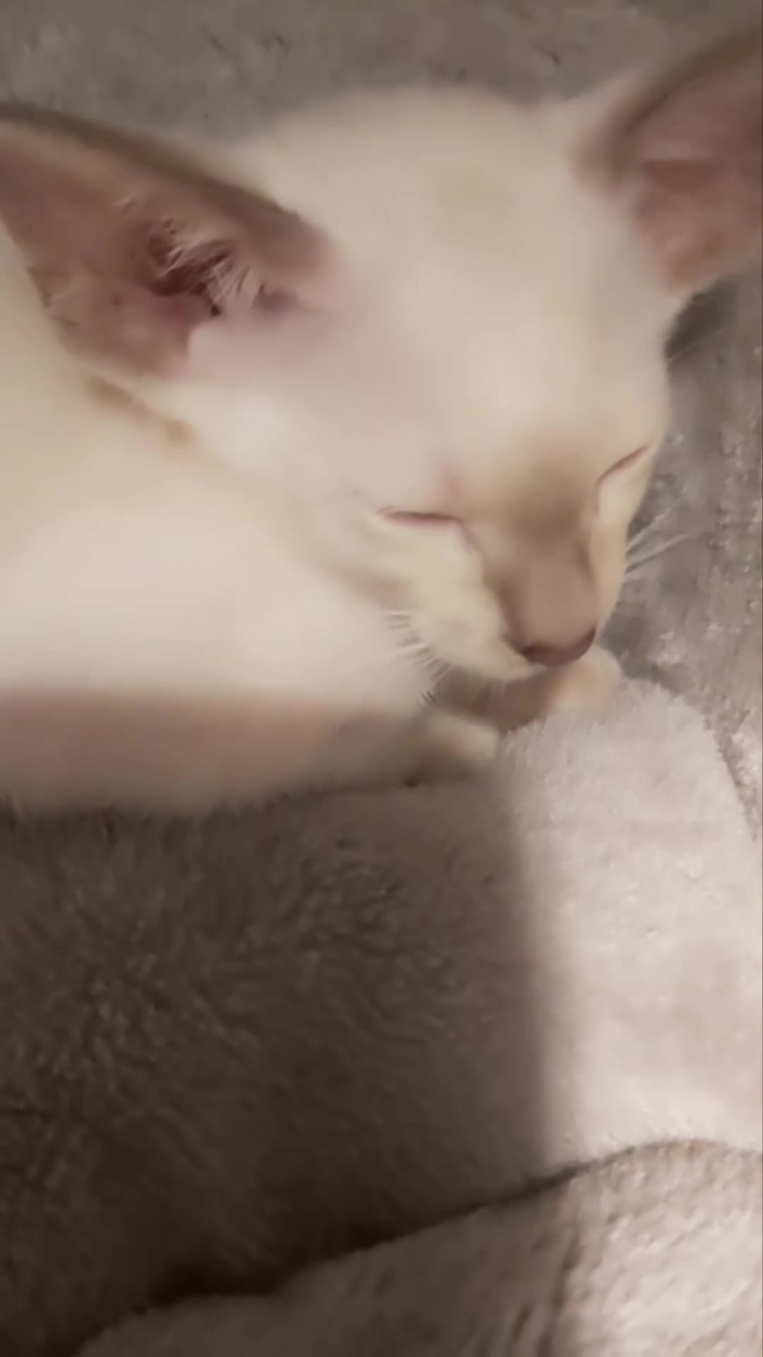 Oriental cats for sale: Full Pedigree Oriental 6 Kittens XL size ears GCCF - Video 3