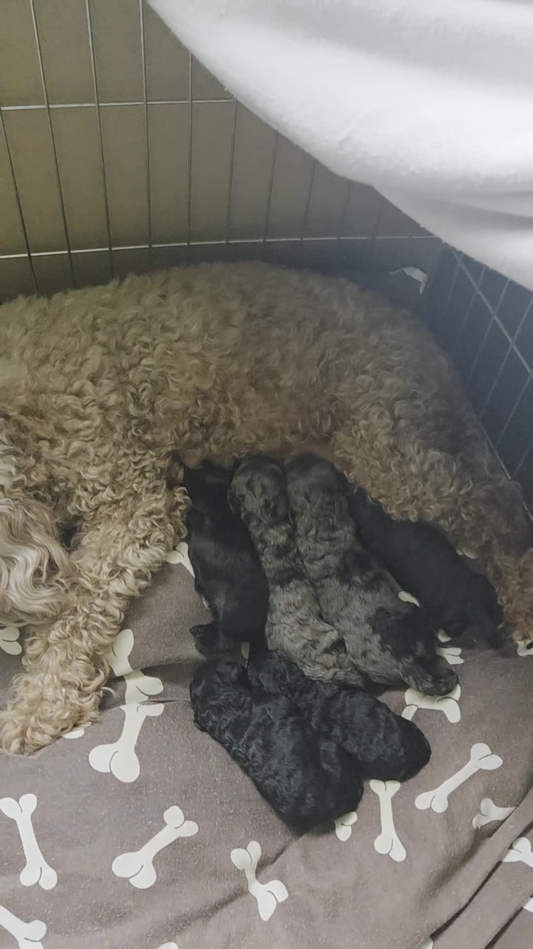 Cockapoo dogs for sale: Puppy cockapoos  - Video 1