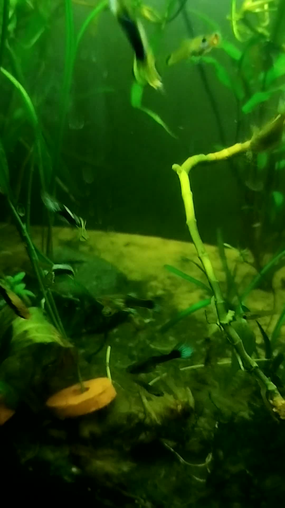 Live Bearers fish for sale: Guppys and Plattys  - Video 1