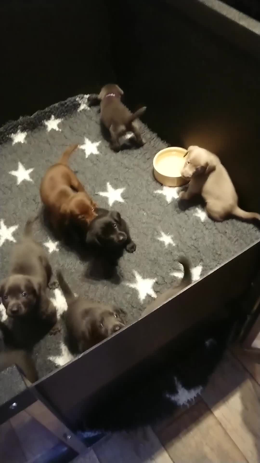 Labrador Retriever dogs for sale: Health Tested KC Registered Labrador Pups - Video 2