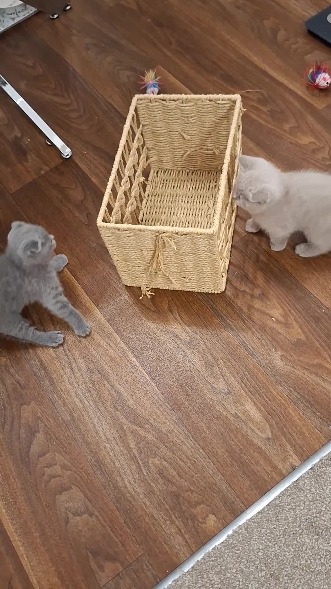 Scottish Fold cats for sale: Kittens for sale - Video 1