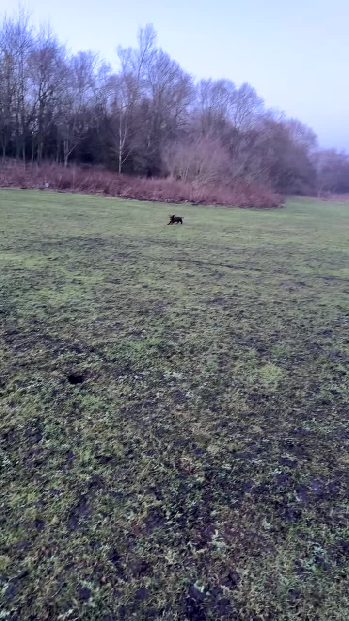 Cocker Spaniel dogs for sale: working cocker spaniel ‘Duke’ - Video 1