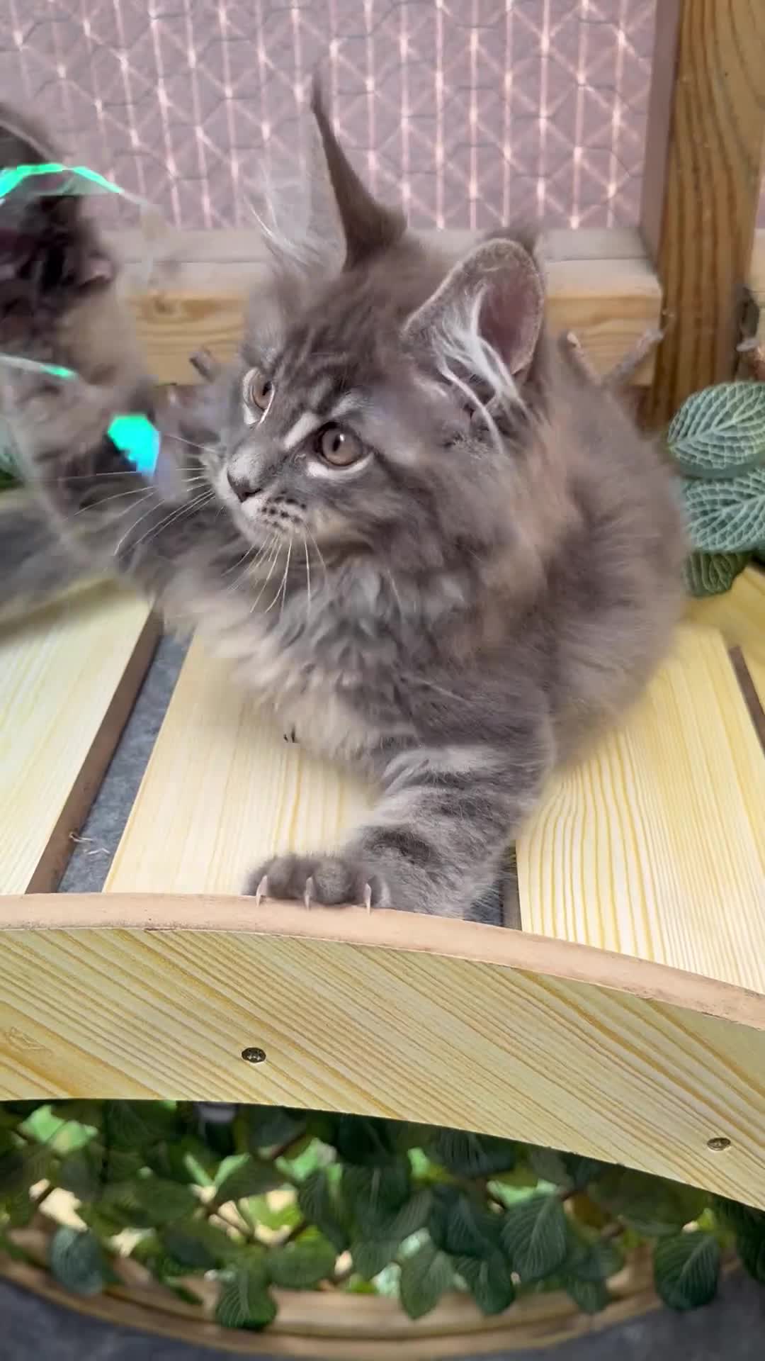 Maine Coon cats for sale: 5 Blue and Black smoke Maine Coon kittens left in Sudbury - Video 4