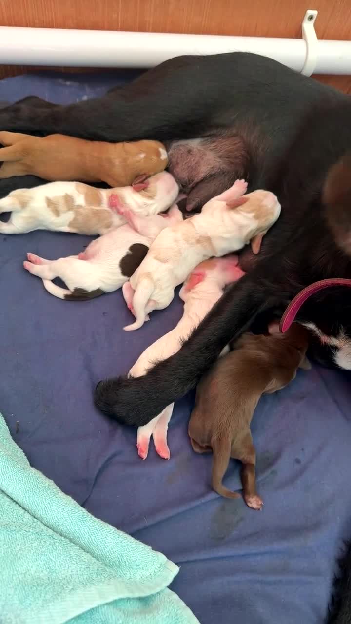 Mixed Breed dogs for sale: Patterdale/cocker spaniel puppies  - Video 1