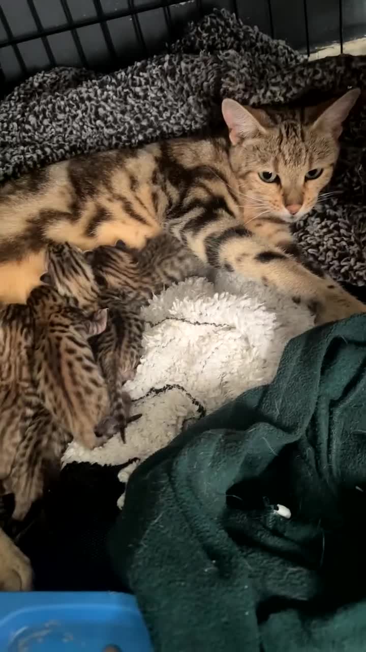 Bengal cats for sale: Bengal and half breed Bengal kittens  - Video 2