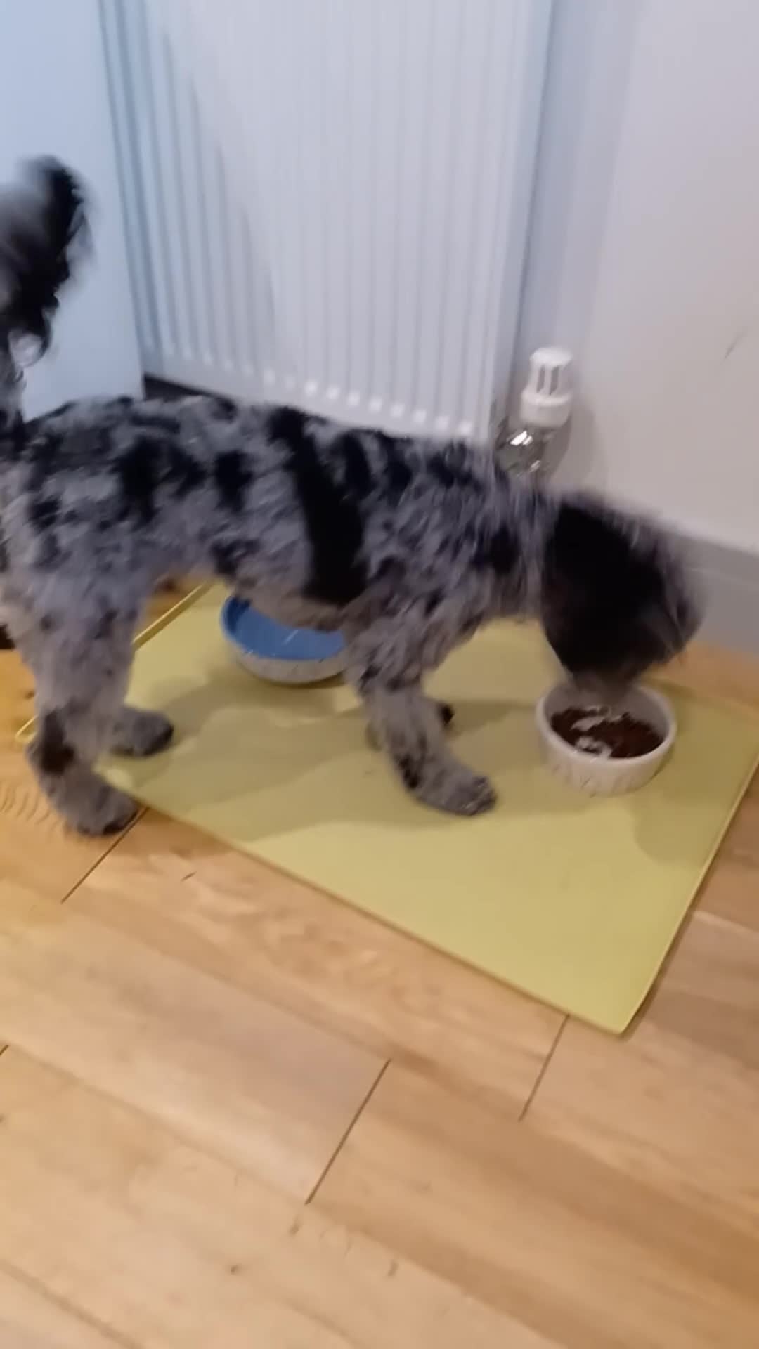 Cavapoo dogs for sale: Beautiful Blue Merle Cavapoo F1B - 7 months old - Video 2