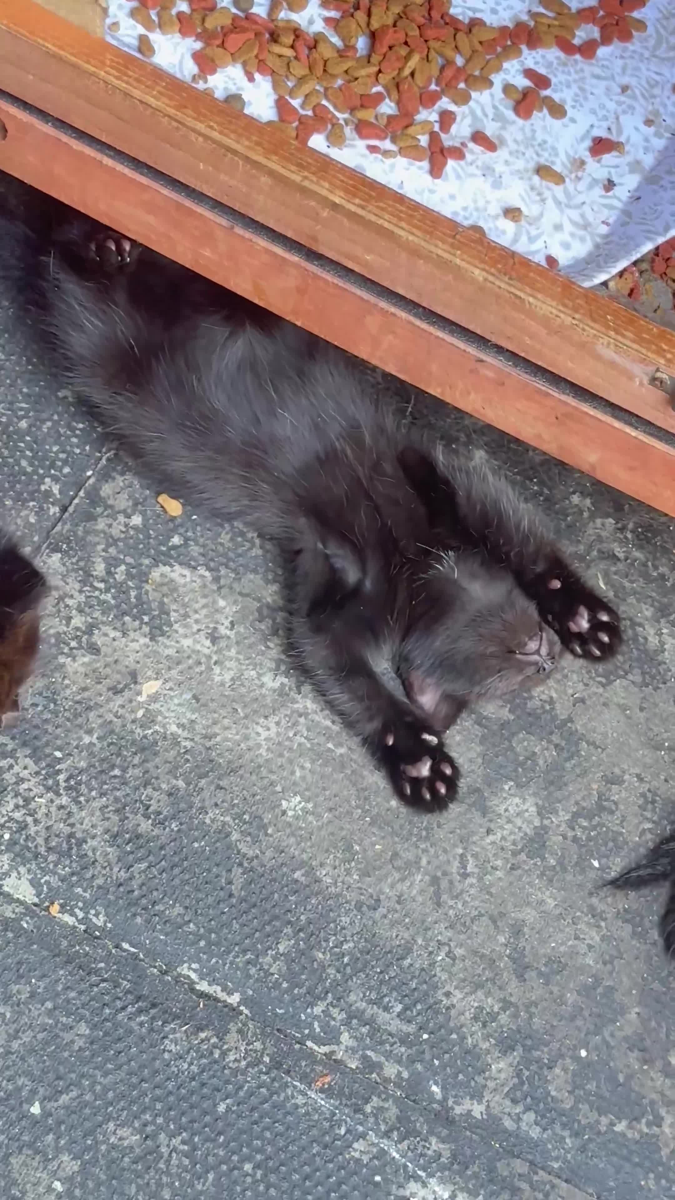 Mixed Breed cats for sale: Cuddly Kittens (Ready to Go) - Video 1