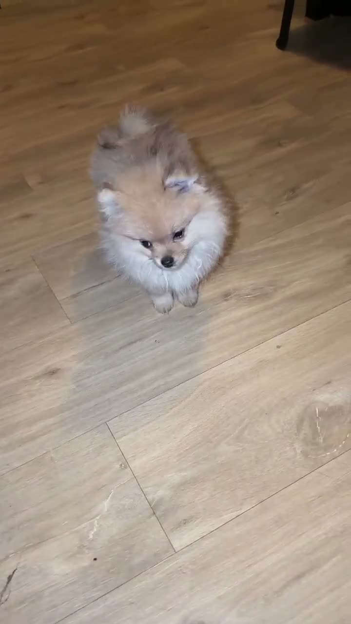 Pomeranian dogs for sale: ADORABLE POMERANIAN GIRL - Video 1