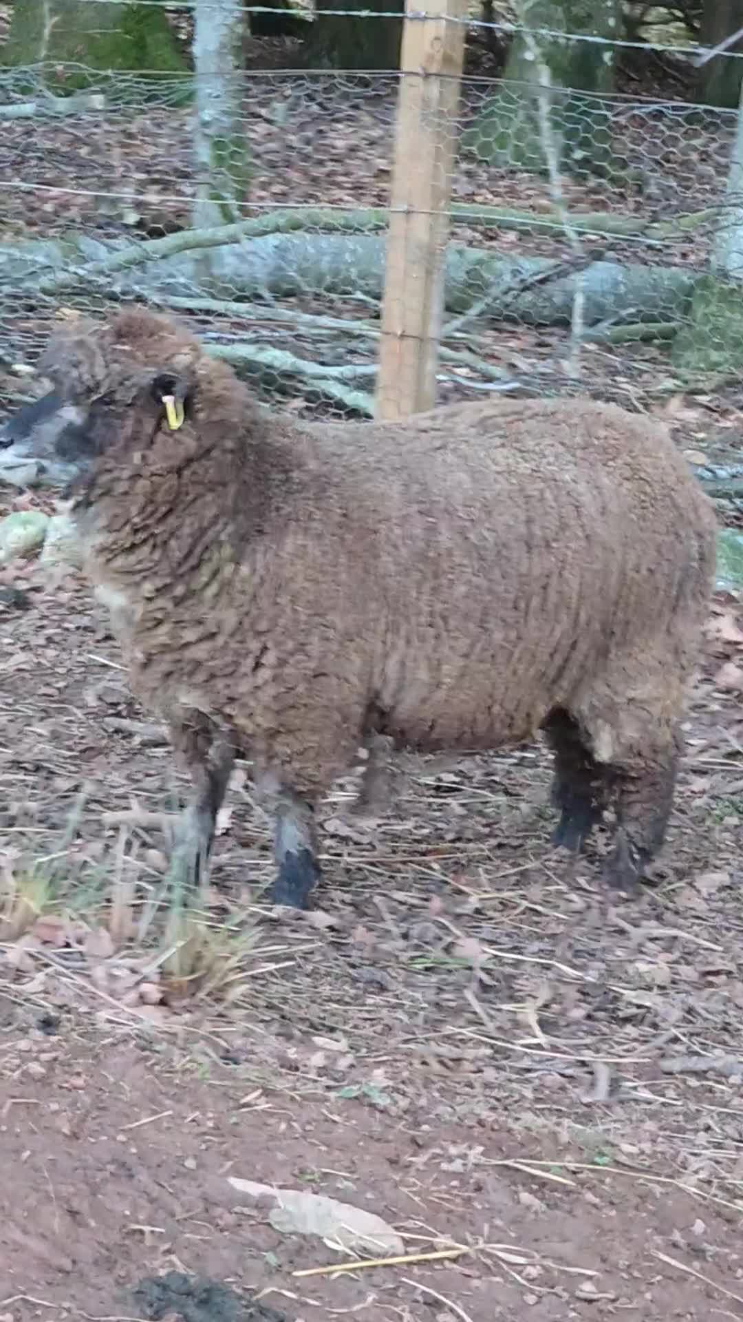 Sheep livestock for sale: Selection of Very tame sheep  in Laurencekirk - Video 1