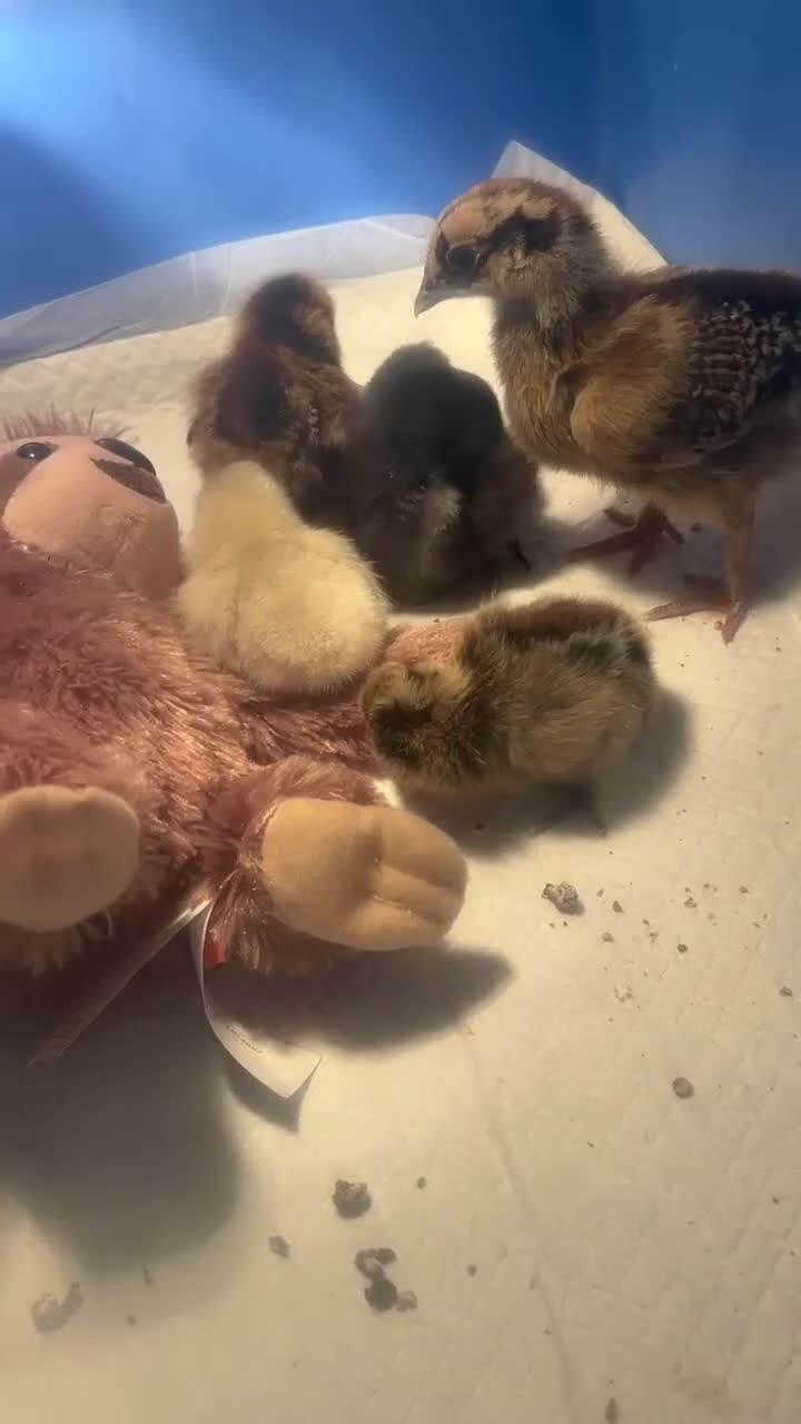 Chickens poultry for sale: Two 2 weeks old chicks  - Video 2