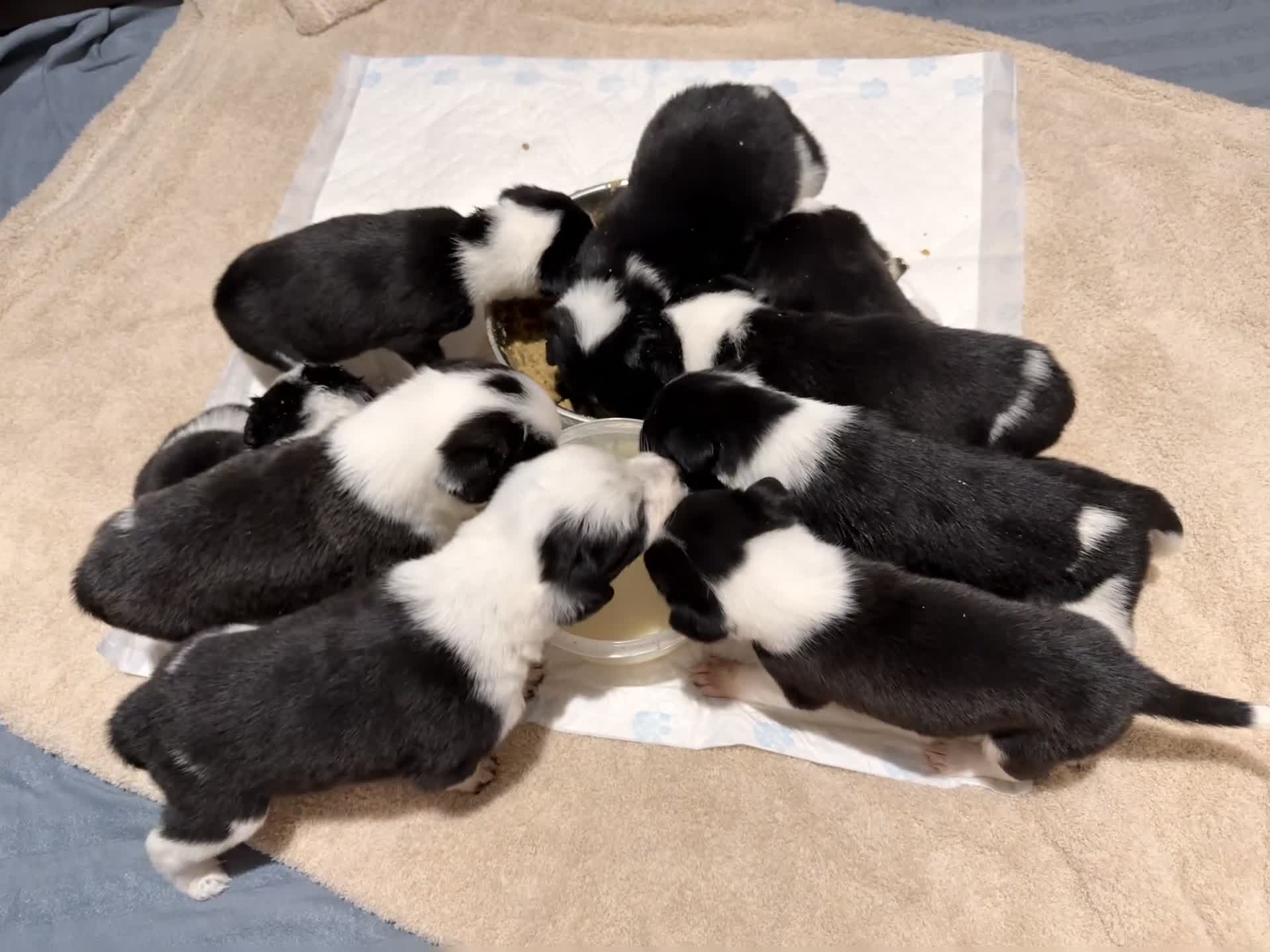 Mixed Breed dogs for sale: 🐾✨ TWO Border Collie x Blue Heeler Pups left ✨🐾 - Video 3