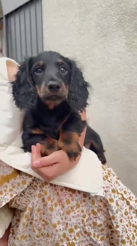 Miniature Dachshund dogs for sale: 1 last Black and Tan Male left!!!   in Watford - Video 3