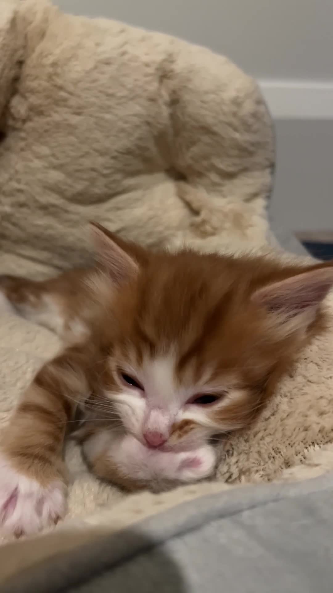 Mixed Breed cats for sale: Adorable kittens looking for loving homes. - Video 2