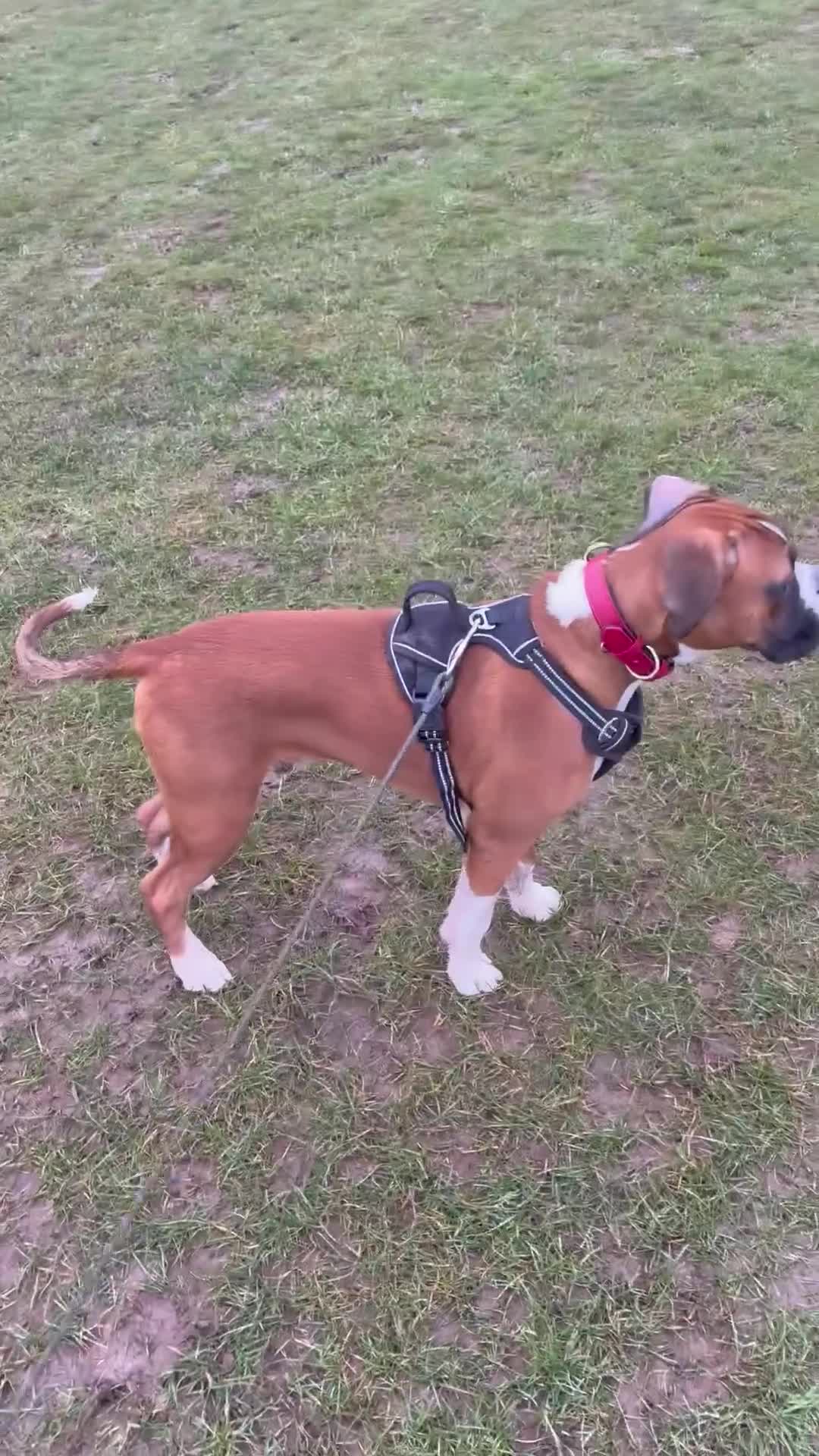 Boxer dogs for sale: Loving 1 year old male boxer  in Reading - Video 1