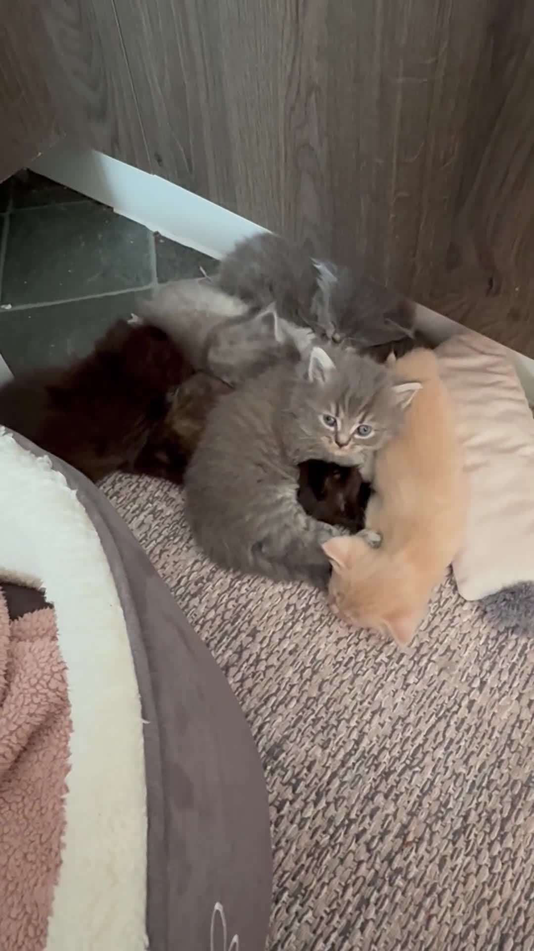 Mixed Breed cats for sale: We have 2 female kittens left for sale - Video 1