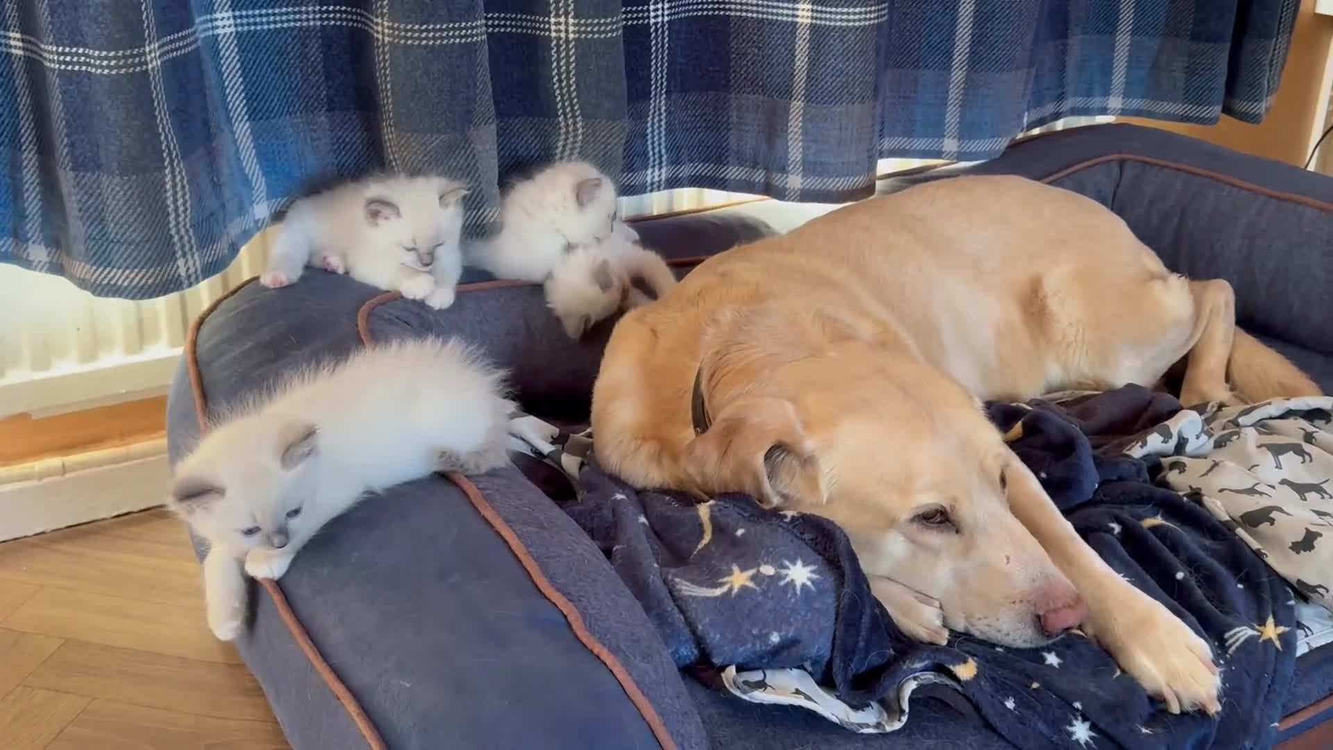 Ragdoll cats for sale: Beautiful  Blue point Mitted Ragdolls  - Video 1