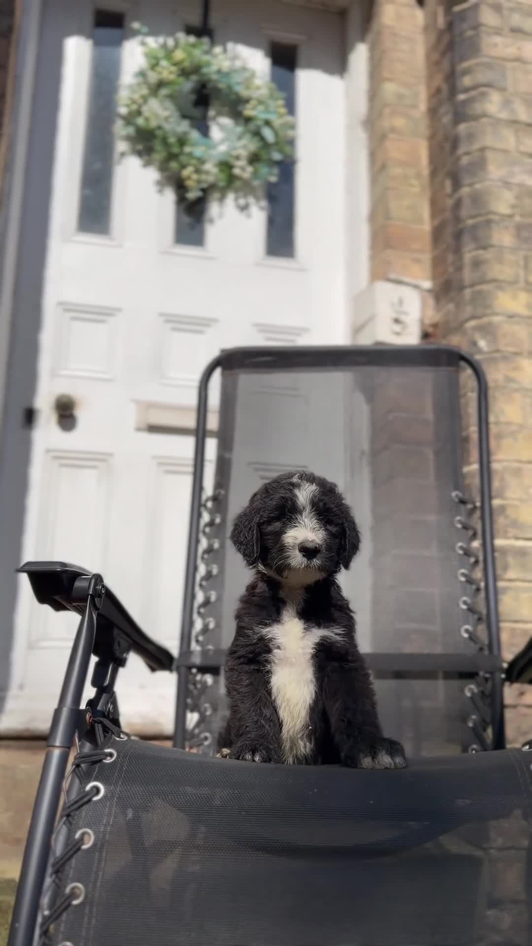 Sheepadoodle dogs for sale: F1 Sheepadoodle Puppies | 5* Licensed Breeder - Video 1