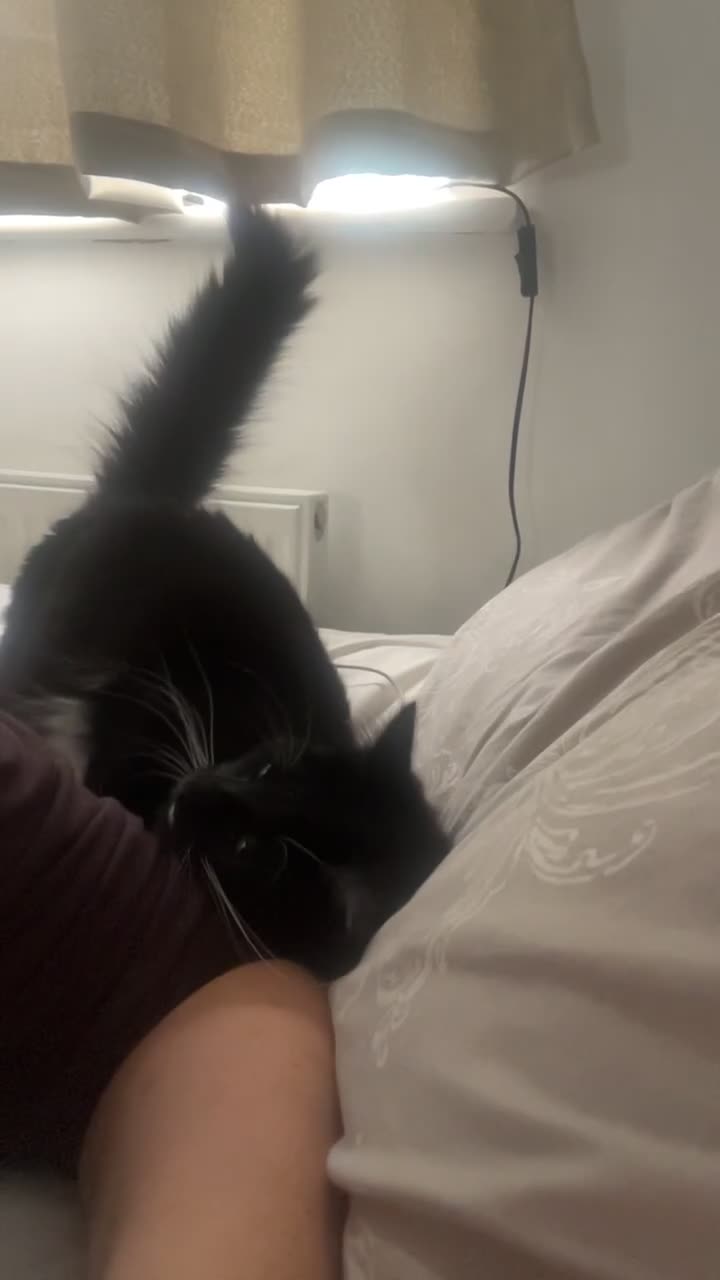 Siamese cats for sale: Female tuxedo cat - Video 1