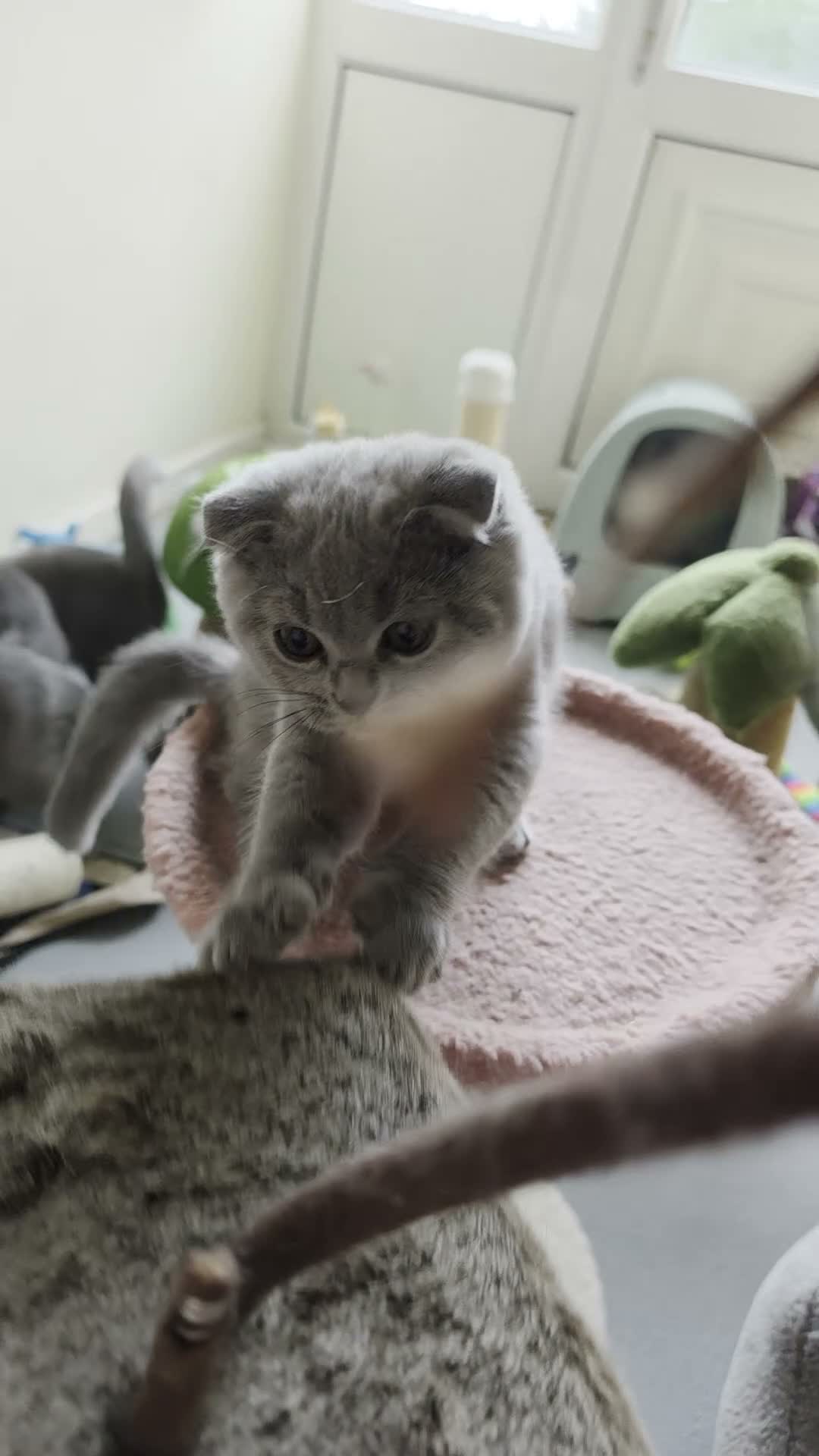Scottish Fold cats for sale: 7 Scottish fold 😍beautiful  healthy kittens - Video 1