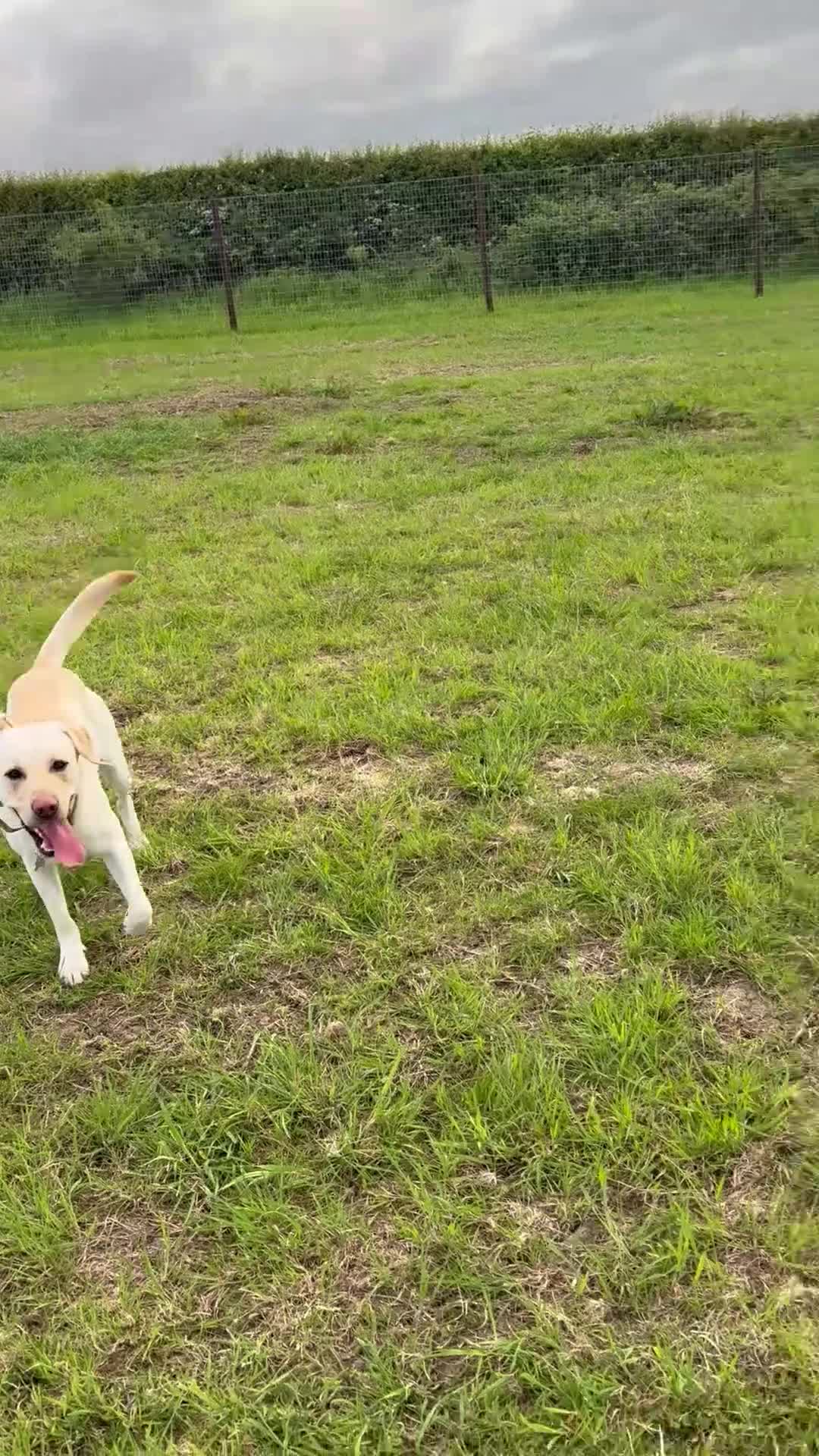 Labrador Retriever dogs for stud: White Labrador stud in Morpeth - Video 1