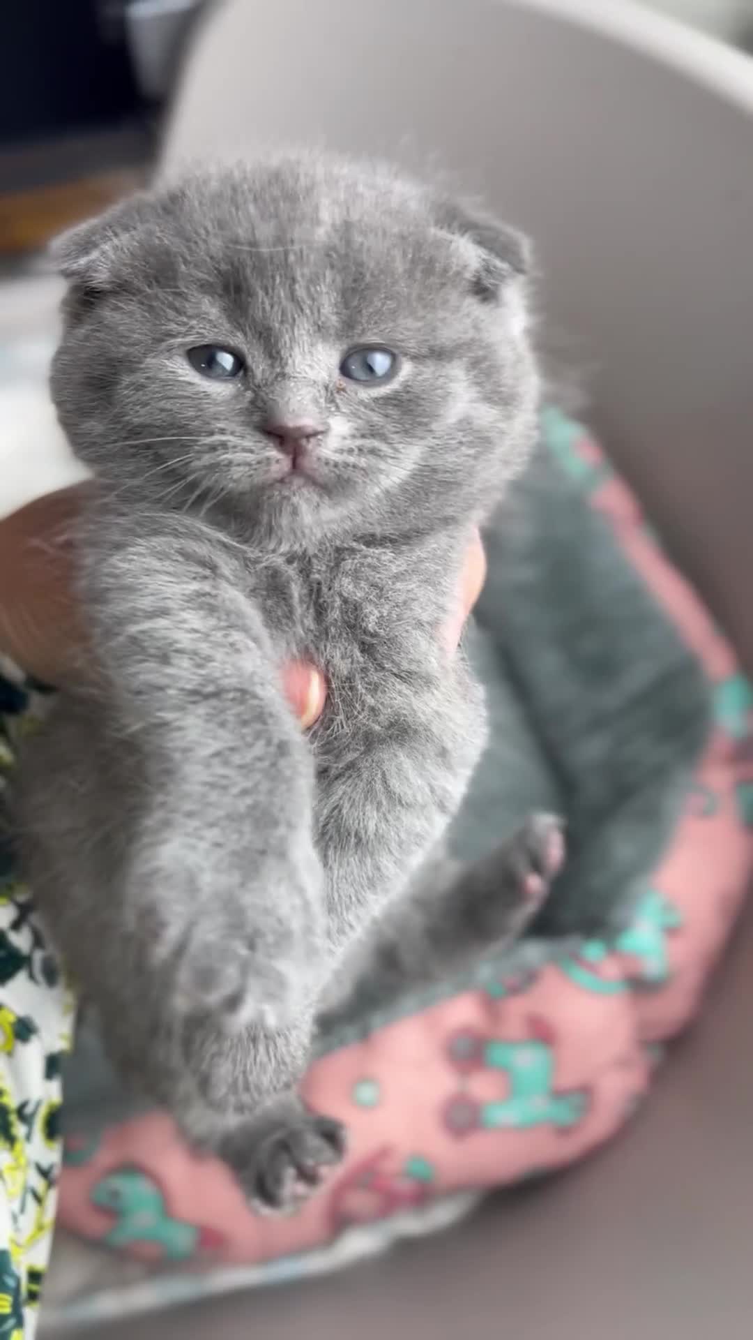 Scottish Fold cats for sale: Scottish-fold Kittens   - Video 1