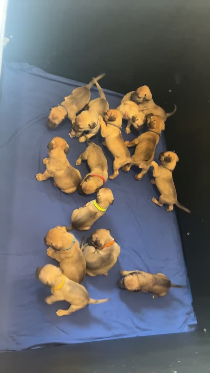 Mixed Breed dogs for sale: Mastiff puppies - Video 1