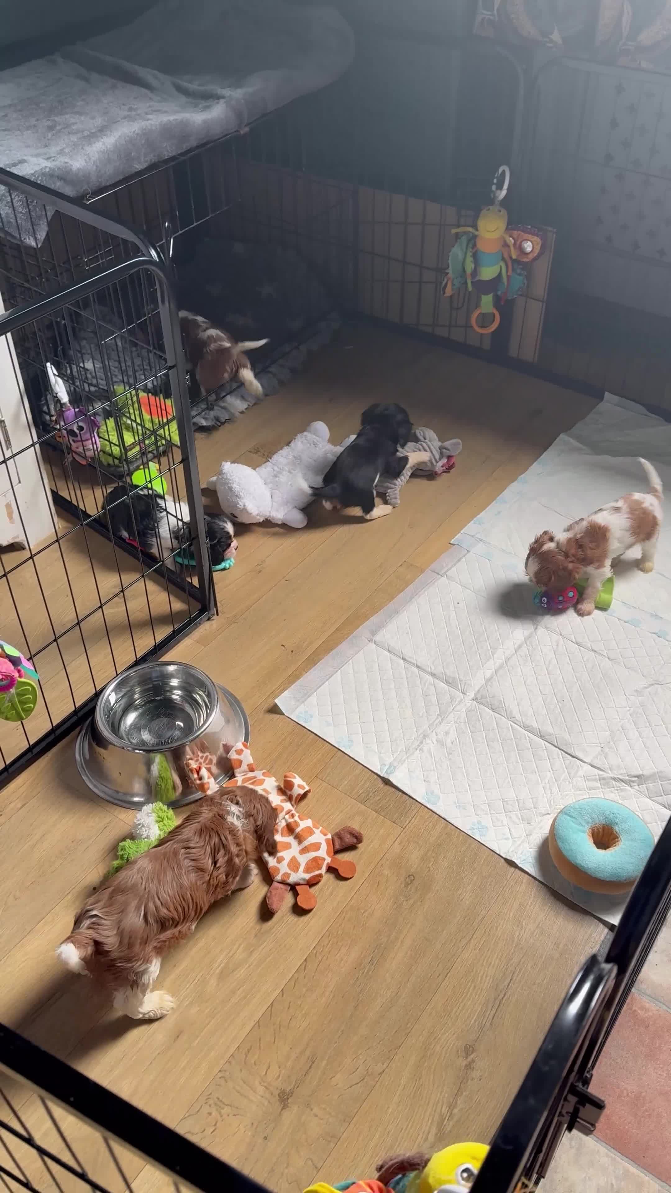 Cavalier King Charles Spaniel dogs for sale: KC Cavalier King Charles DNA 5* licensed home bred - Video 1