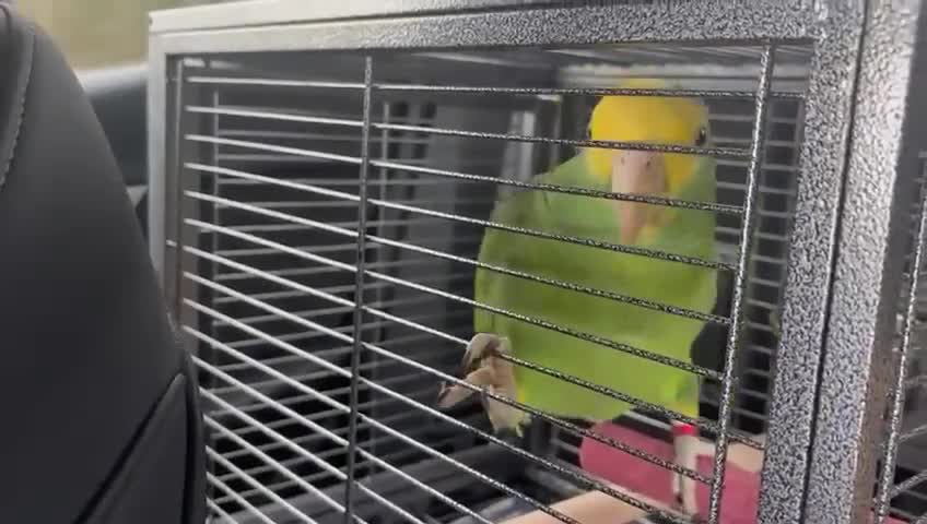 Parrots birds for sale: Talking Handreared Double-yellow-headed Amazon  - Video 1