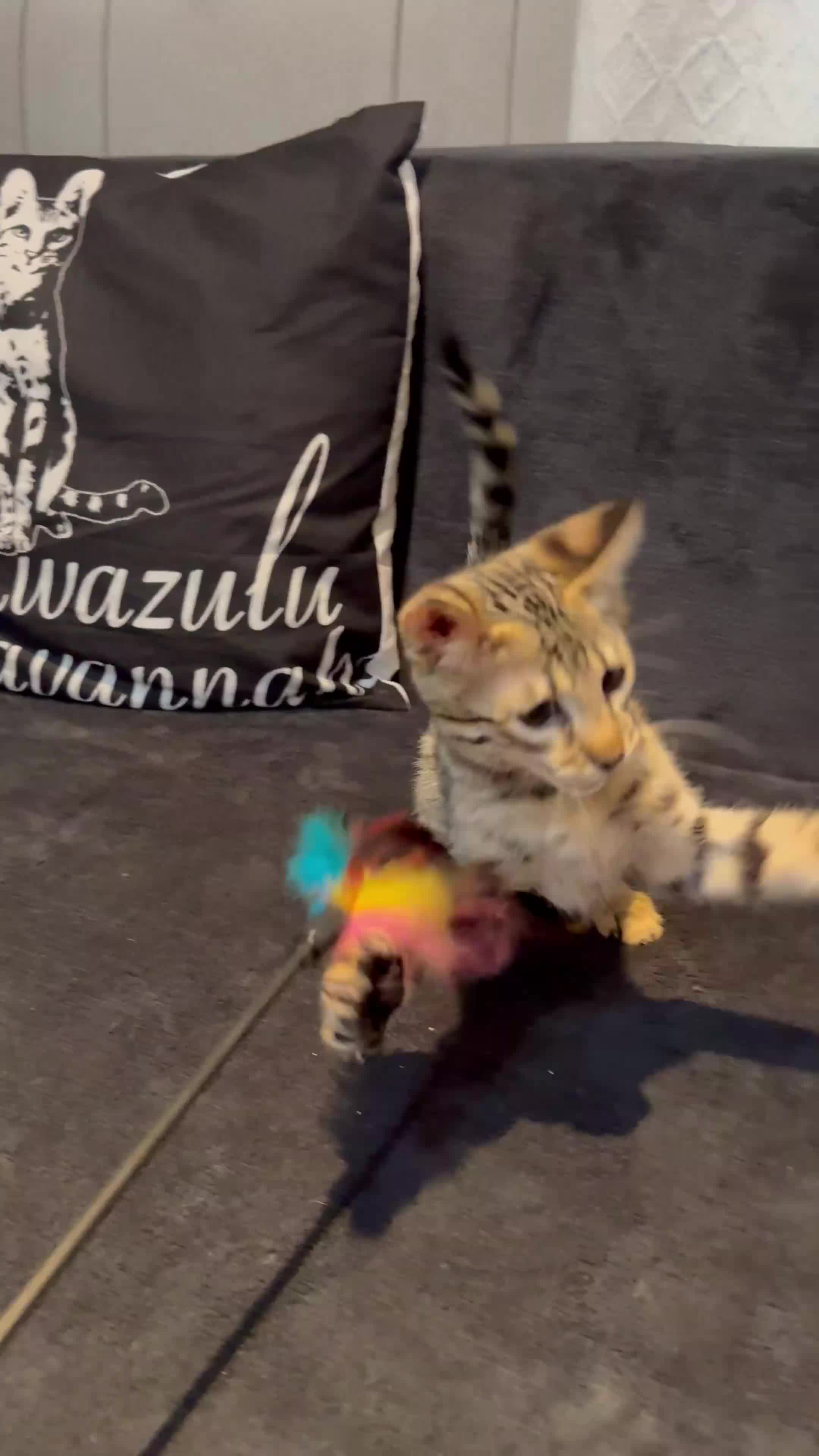 Savannah cats for sale: Excellent Quality Tica Registered Purebred kittens - Video 5