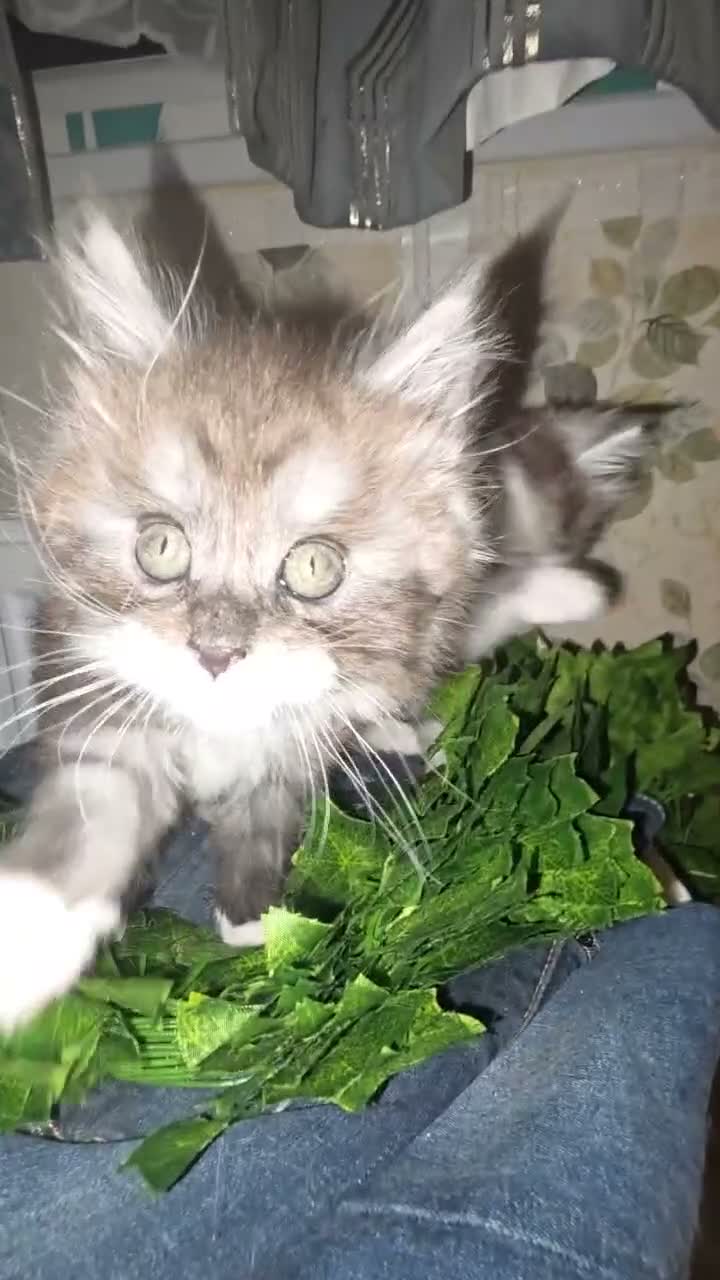 Maine Coon cats for sale: Maine Coon beauty,  Pure Pedegree  - Video 2