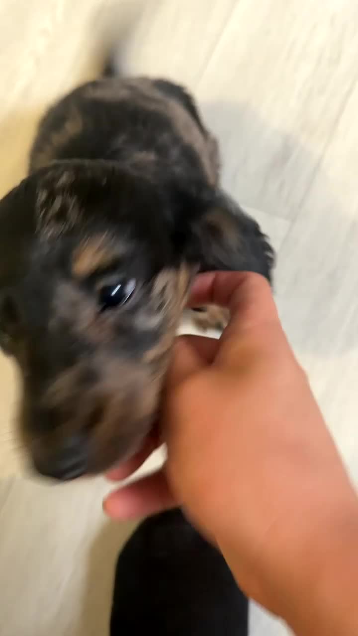 Dachshund dogs for sale: Stunning Long Haired Silver Dapple Dachshund Boy - Video 3