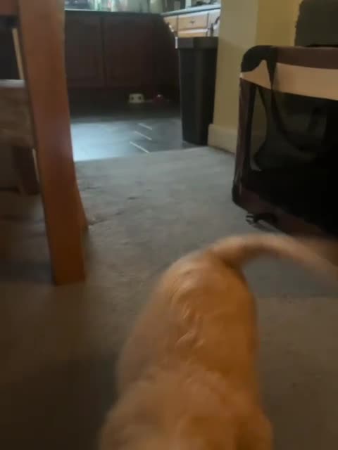 Mixed Breed dogs for sale: Goldendoodle puppies ready to go - Video 1