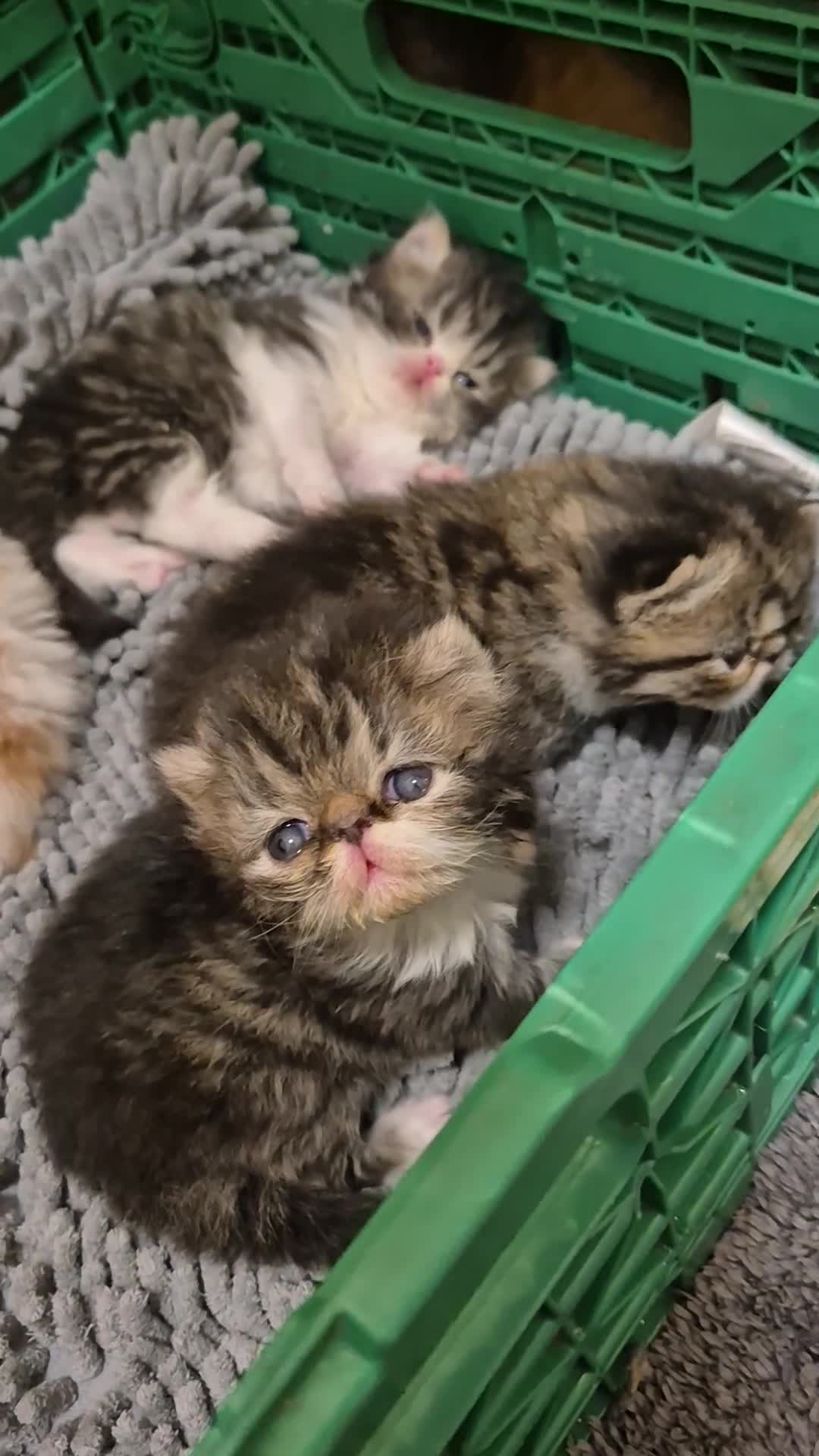 Persian cats for sale: Persian and exotics kittens  - Video 1