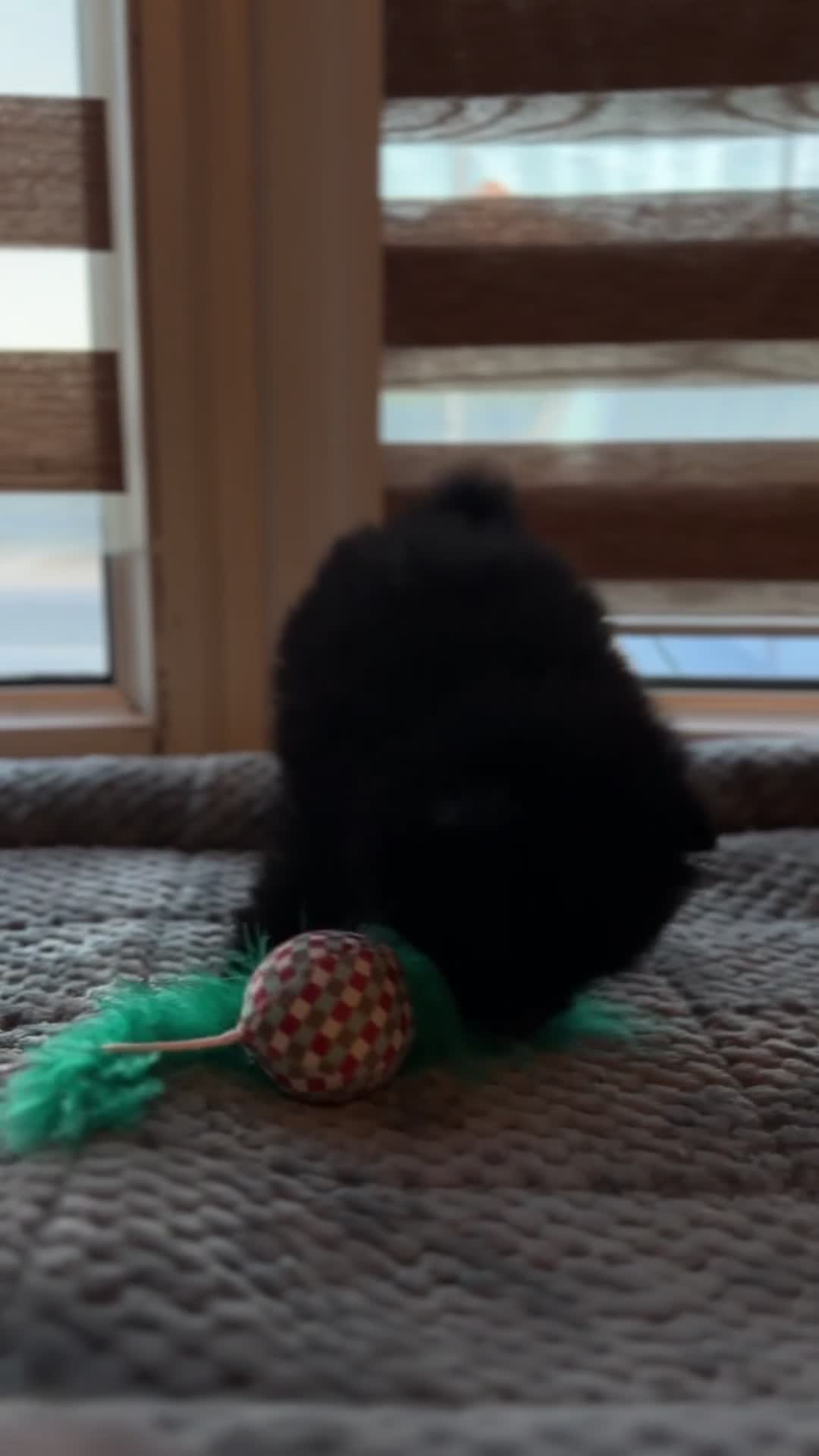 Pomeranian dogs for sale: 1 playful, beautiful Pomeranian for SALE!!! in Dagenham - Video 2