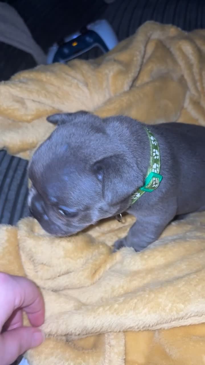 French Bulldog dogs for sale: Beautiful boy looking forever home  - Video 1